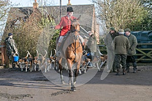 A english rider ready for drag hunting with hounds