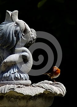 An English Robin plays on an ornamental garden feature.