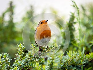 English Robin Singing in the Autumn Sunshine