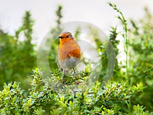 English Robin Singing in the Autumn Sunshine