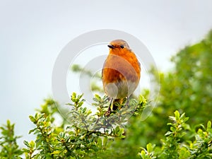 English Robin Singing in the Autumn Sunshine