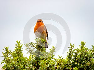 English Robin Singing in the Autumn Sunshine