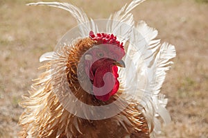 English rooster with bright red wattle and comb, tan feathers and white tail