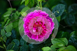 English Rosa Princess Anne David Austin Rose Bush in summer cottage garden