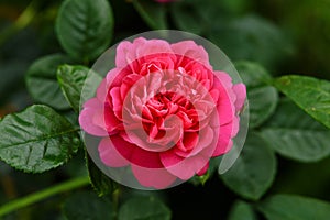 English Rosa Princess Anne David Austin Rose Bush in summer cottage garden