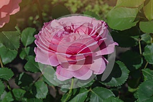 English rose in garden. English pink rose Princess Alexandra of Kent