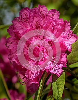 English Roseum Rhododendron Shrub