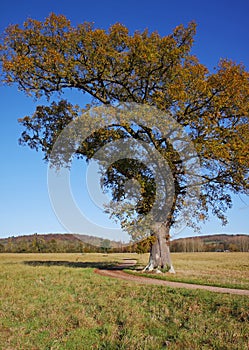 An English Rural Landscape with lone Oak tree