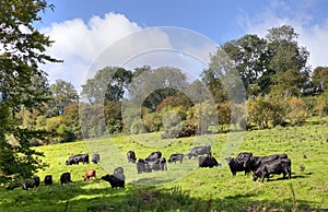 English rural scene with cows