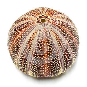 English Sea Urchin shell