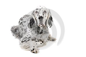 English Setter