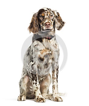 English Setter, 6 months old