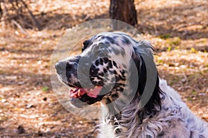 English setter closeup. Siberia, Russia