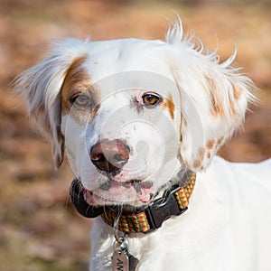 English setter dog, close up, portrait