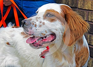 English Setter Dog on Leash