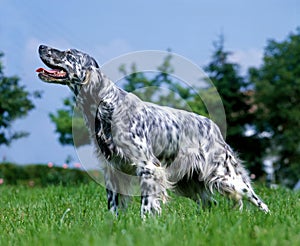 English Setter Dog standing on Grass