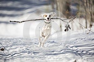 English setter, dog, winter, running