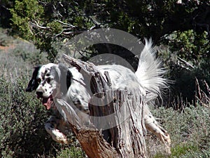 English Setter in the Field photo