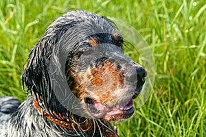 English setter. Head clouseup. Siberia, Russia