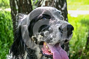 English setter. Head clouseup. Siberia, Russia