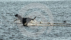 English setter hunting dog running on the water