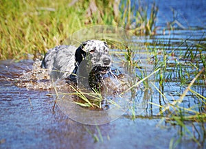 English setter at lake