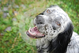 English setter looking with affection