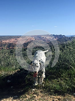 English Setter With Mountain Backdrop photo