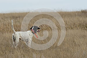 English Setter on Point