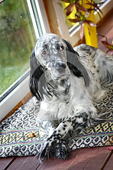 English setter portrait