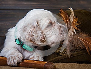 English setter puppy dog with knife and duck