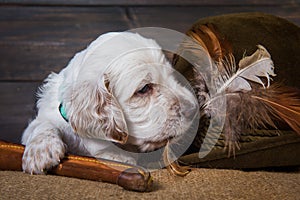 English setter puppy dog with knife and a hat