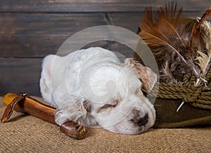 English setter puppy dog with knife and a hat