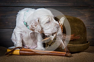 English setter puppy dog with knife and a hat