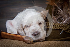 English setter puppy dog with knife and a hat