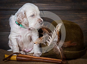 English setter puppy dog with knife and a hat