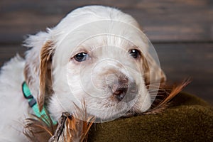 English setter puppy hunting dog next to a hunting hat