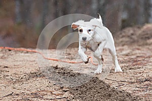 English setter puppy running