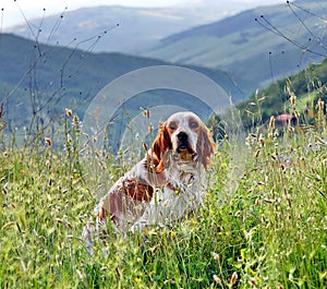 English setter is sitting in the grass.  White with brown spots dog on a background of mountains. Italy. Dolomites