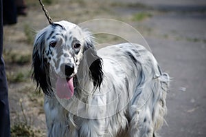 English setter stay on a field. Hunting dog. photo
