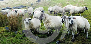 English Sheep photo