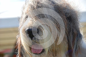 English sheepdog