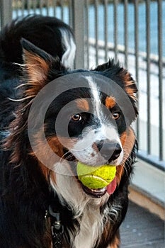English shepherd herding dog with tennis ball
