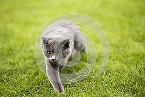 English short blue cat