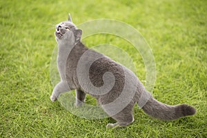 English short blue cat