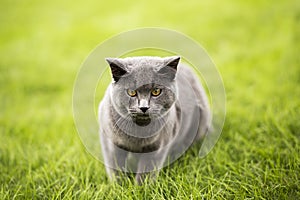 English short blue cat