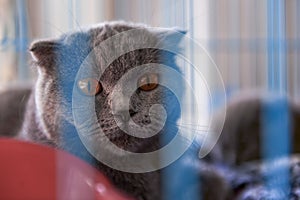 An English short haired cat with grey blue ears folded in a cage