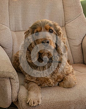 English Show Cocker Spaniel on Chair