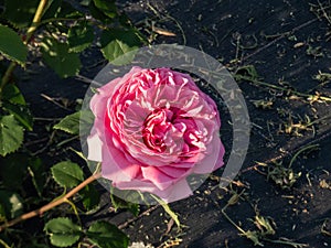 English Shrub Rose Bred By David Austin \'Princess Alexandra of Kent\' with unusually large, bright pink flowers