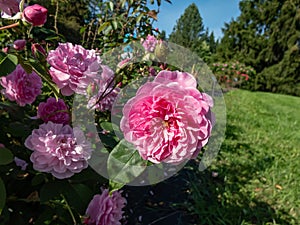 English Shrub rose (rosa) \'Harlow Carr\' flowering with shallow cups of the purest mid pink in the